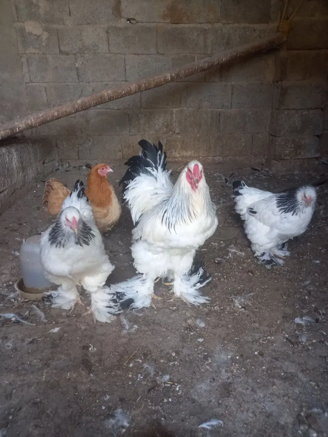 فروش تخم برهما|حیوانات مزرعه|رامیان, |دیوار