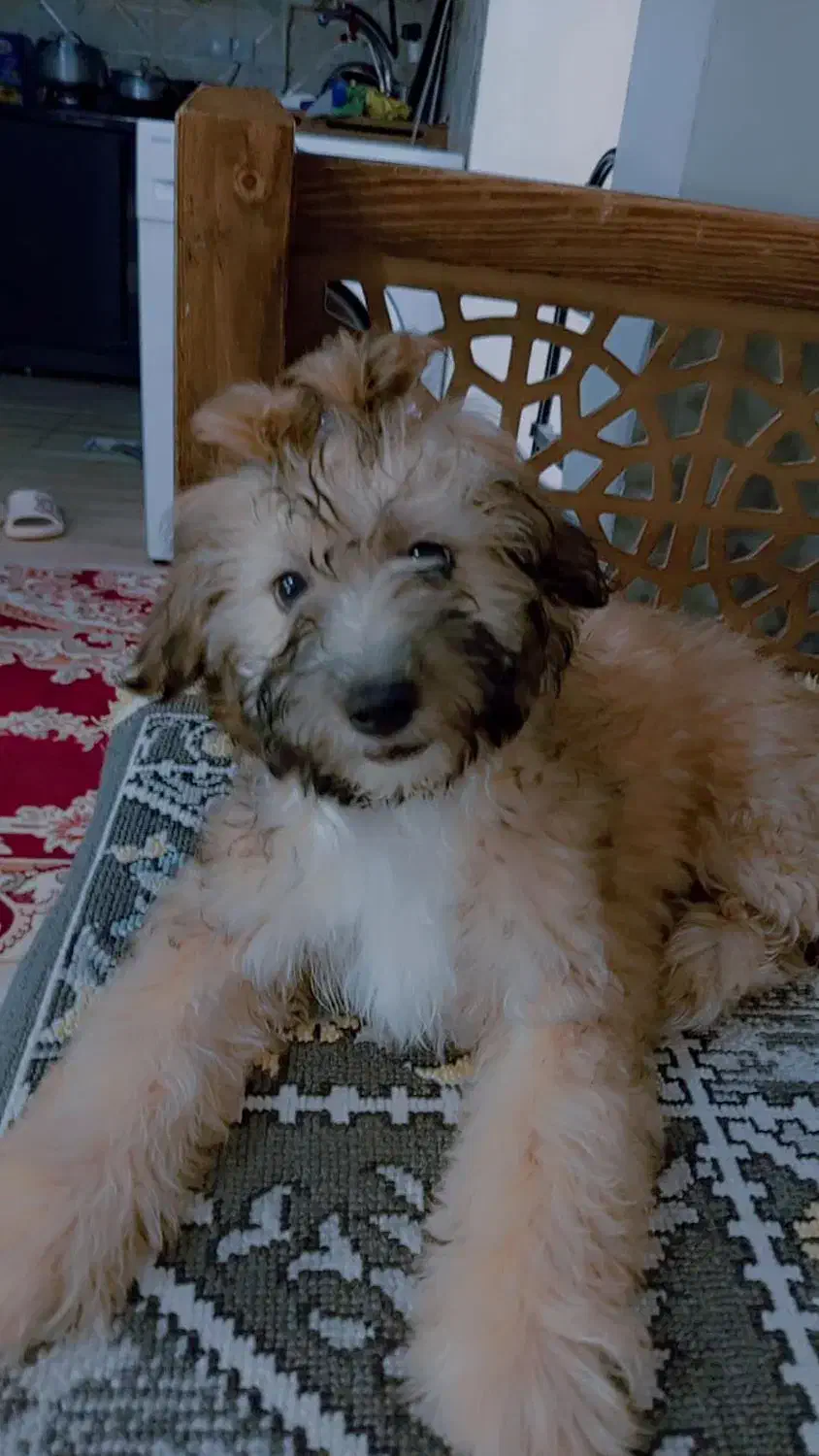 گمشده|حیوانات|سیرجان, |دیوار