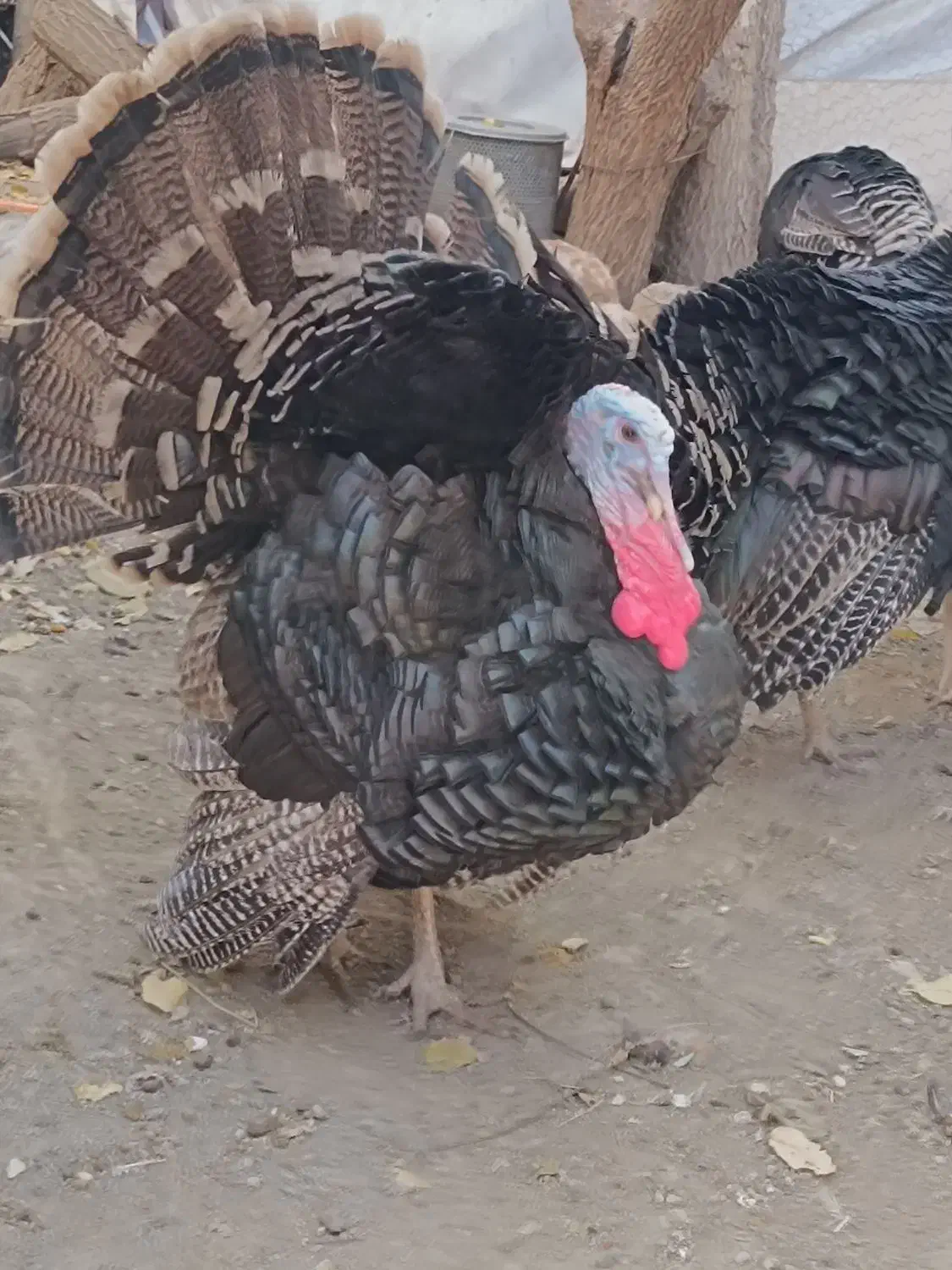 بوقلمون سنگین|حیوانات مزرعه|جاجرود, |دیوار