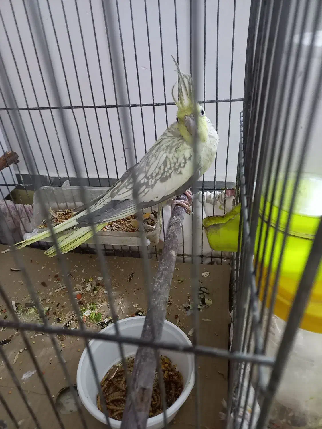 جفت عروس|پرنده|قوچان, |دیوار