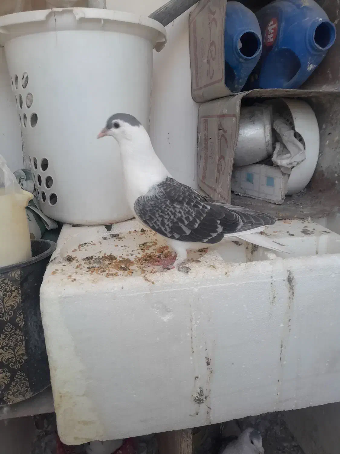 ۴تا ساده دوتا جوجه ودوتا نر وماده الانم تخم دارن|پرنده|مشهد, کشف|دیوار