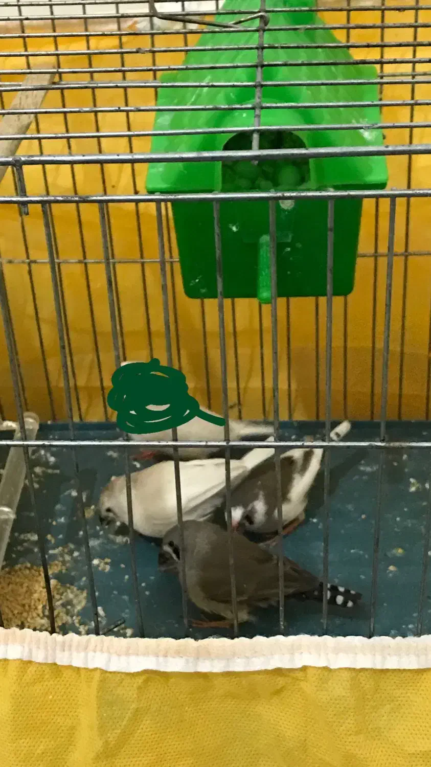 فنچ سرحال|پرنده|دره شهر, |دیوار