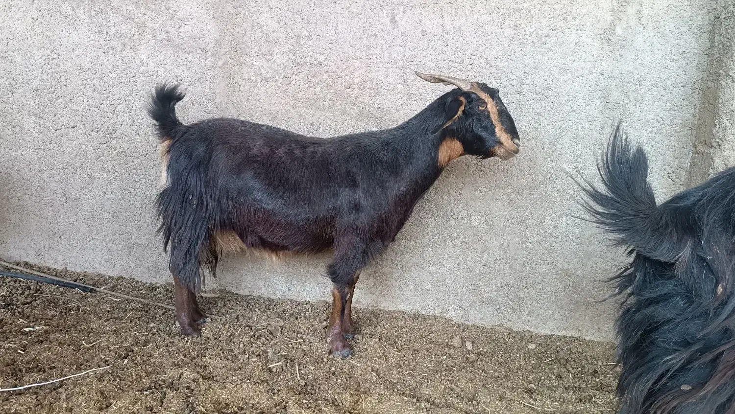 فروش 12راس بز کیسه ترکی ،میش ،بره ،قوچ|حیوانات مزرعه|بختگان, |دیوار