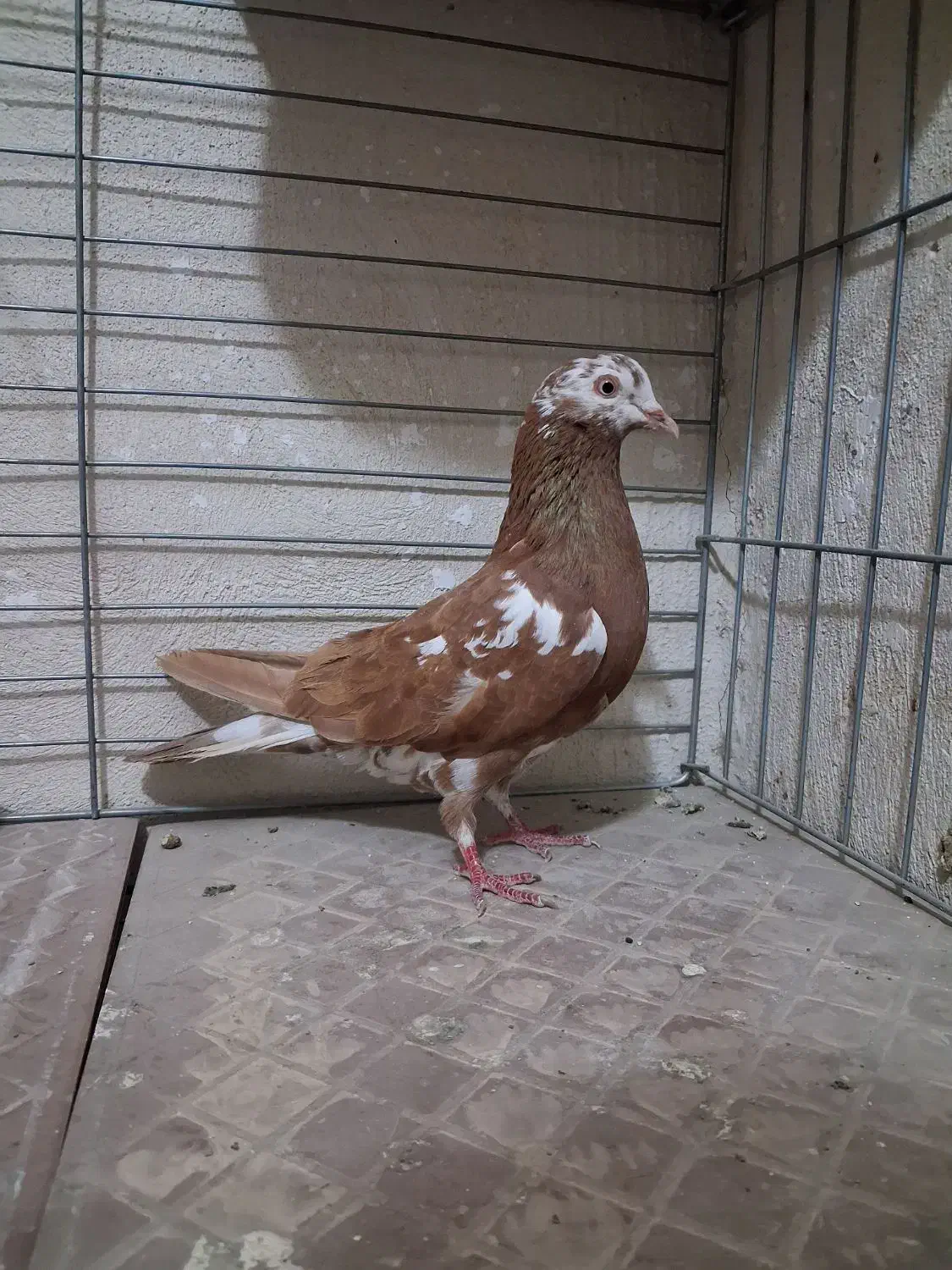 کفتر انگلیسی ماده|پرنده|فردیس, شهرک وحدت|دیوار