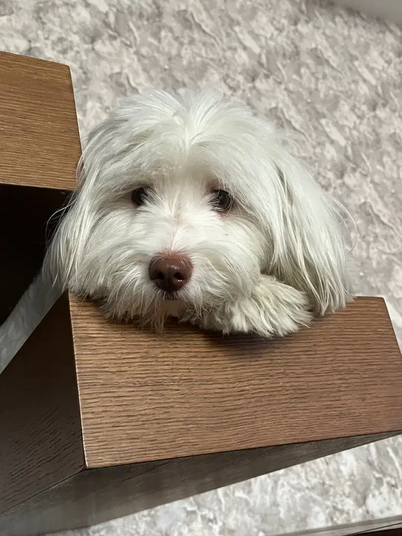 واگذاری موقت|سگ|بروجرد, |دیوار