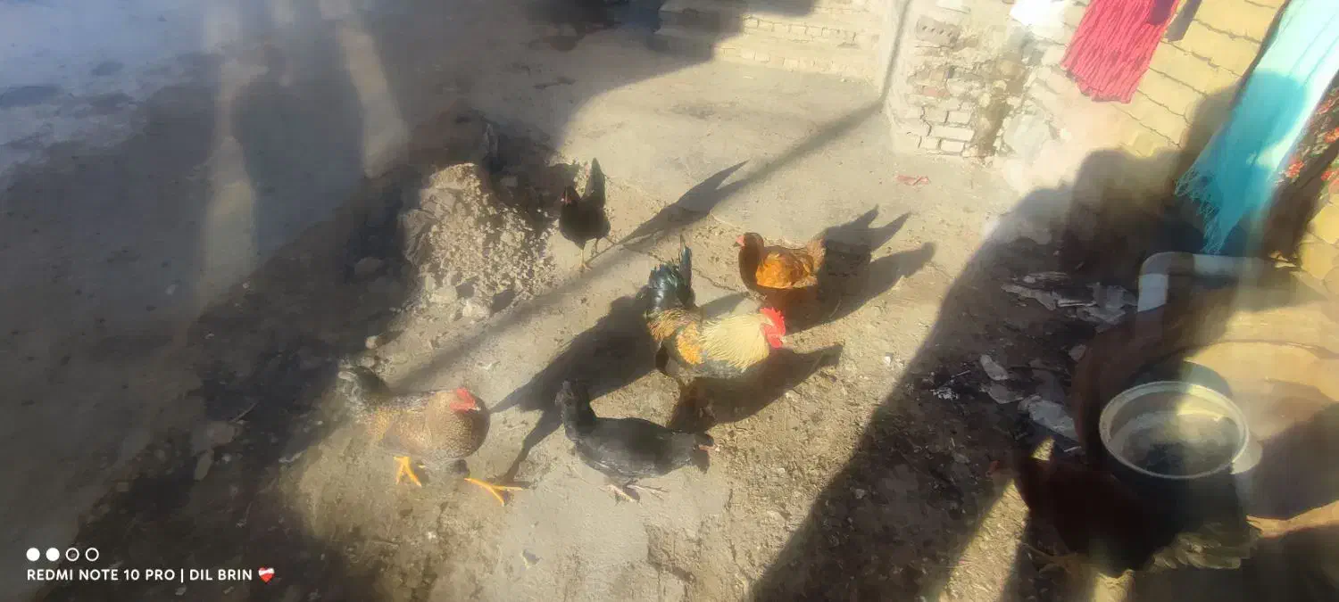 تعدادی. مرغ و خروس محلی   درجه یک|حیوانات مزرعه|چالدران, |دیوار