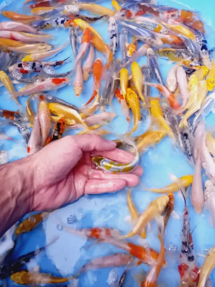 فروش ماهی گلدفیش کوی گرید بالا|ماهی|تهران, استاد معین|دیوار