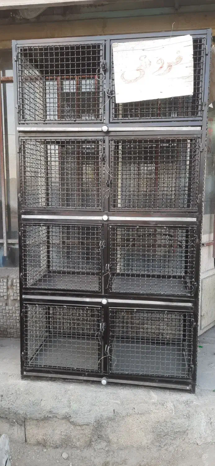 فروش کبوتر دوکتی سرخ|پرنده|خمینی‌شهر, |دیوار