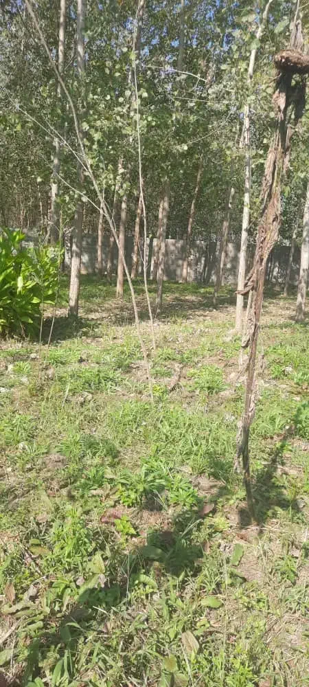 فروش  یا رهن ویلایی دوهزار متری سند دار|فروش خانه و ویلا|رشت, لاکان شهر|دیوار