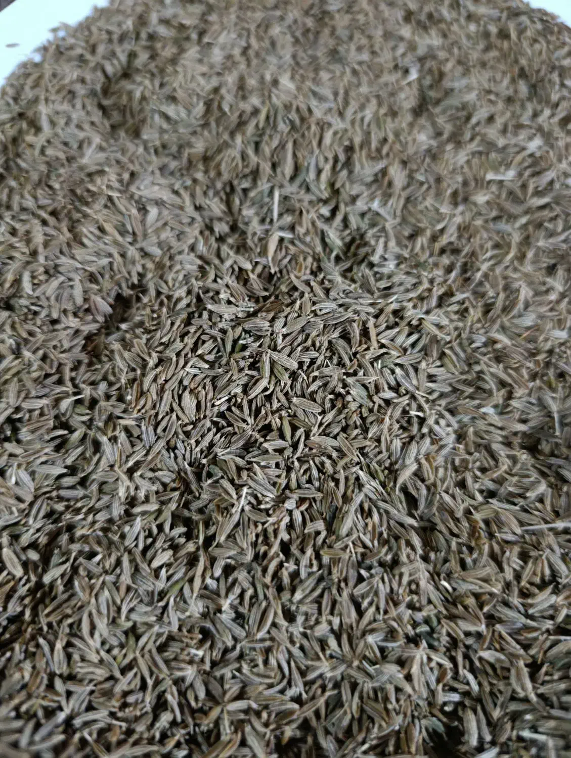 زیره سبز|خوردنی و آشامیدنی|سروستان, |دیوار