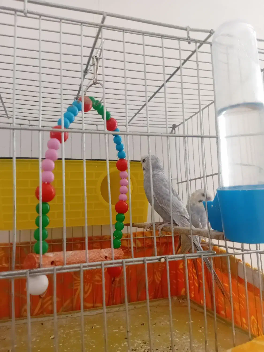 مرغ عشق|پرنده|نوشین شهر, |دیوار