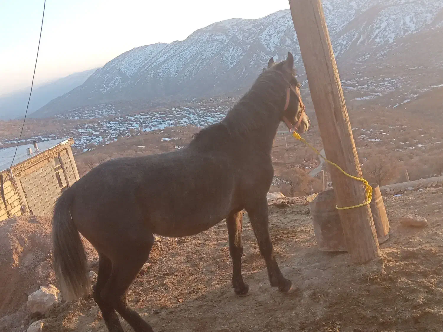 اسب|اسب و تجهیزات اسب‌سواری|فلارد, |دیوار