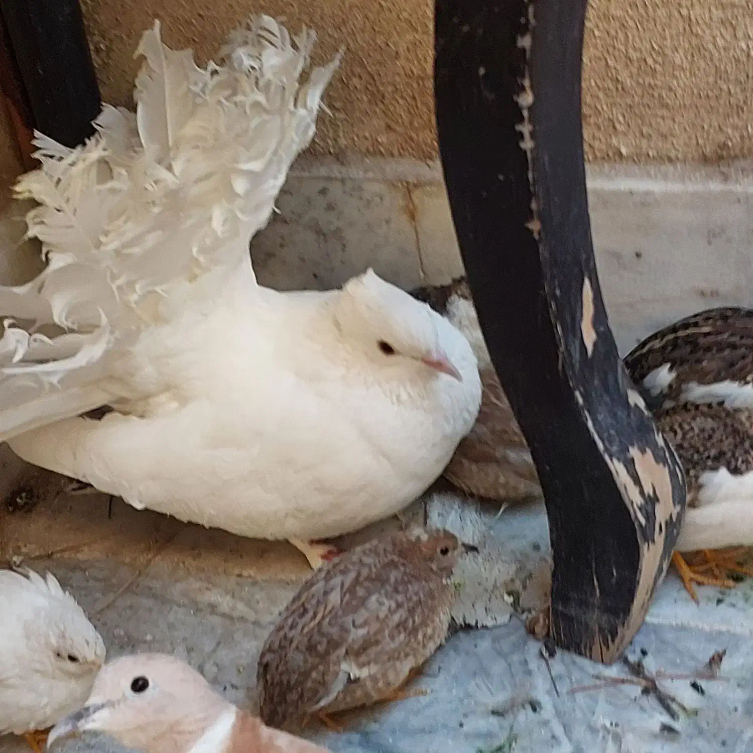 کفتر دم چتری گردن لرزون بلدرچین مینیاتوری|پرنده|وحیدیه, |دیوار