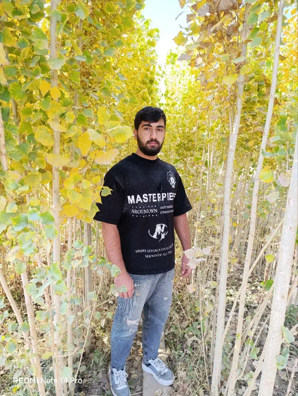 نهال صنوبر و کبوده یک سال تا پنج سال|خدمات باغبانی و درختکاری|سنندج, |دیوار