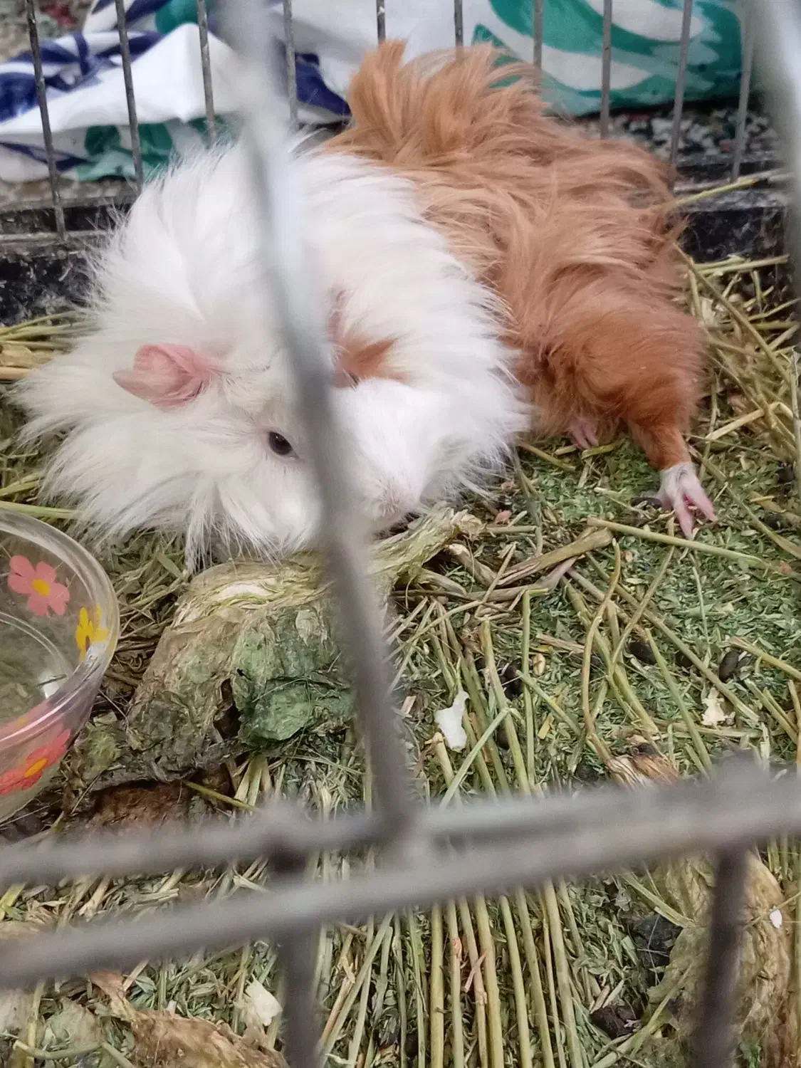 خوکچه هندی خوشگل وبامزه|موش و خرگوش|تهران, امیر بهادر|دیوار