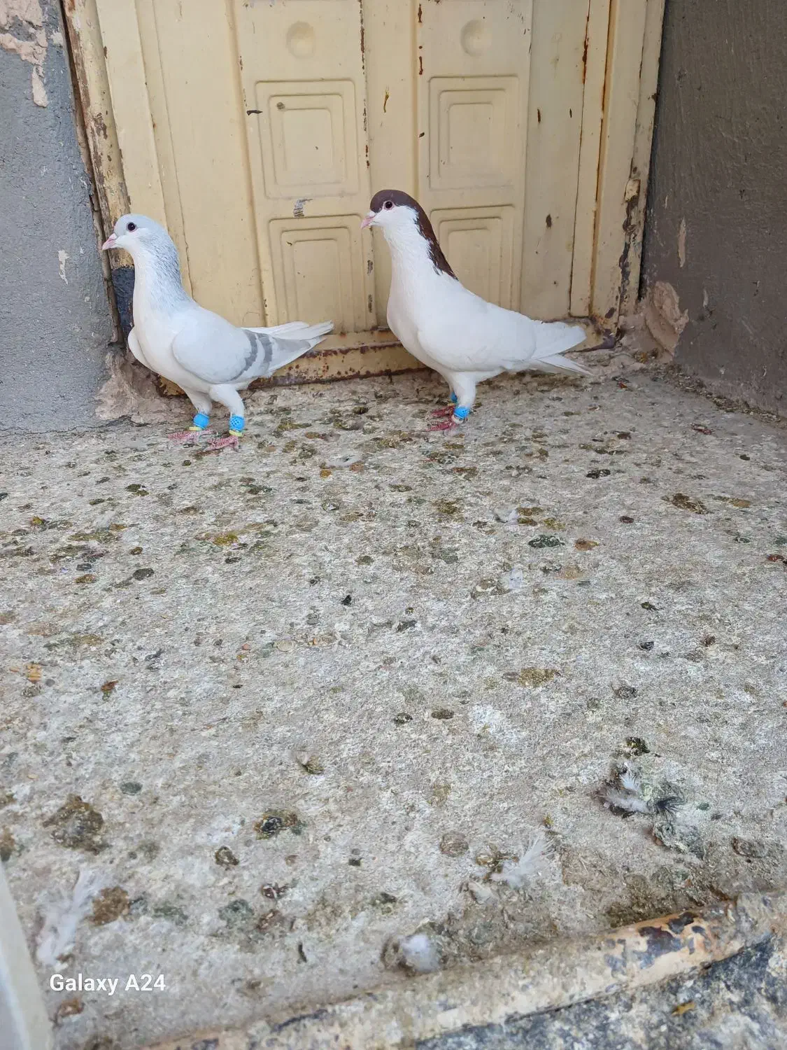 کبوتر رنگی|پرنده|شال, |دیوار