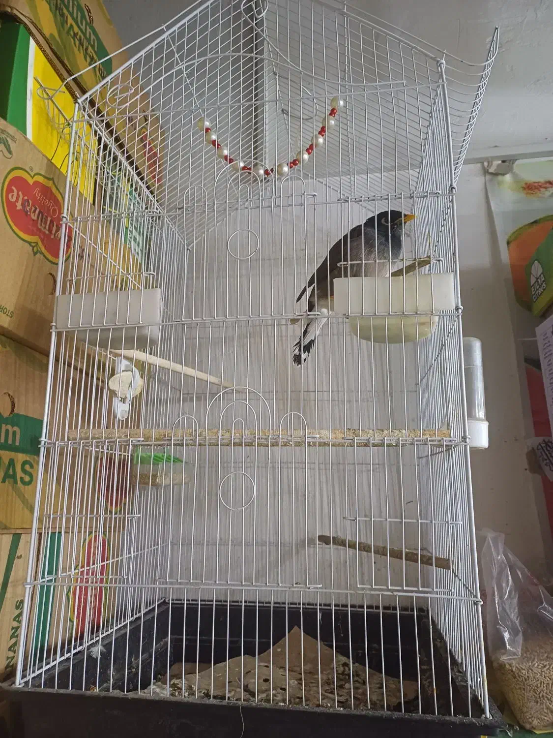 مینا سخنگو|پرنده|قم, پردیسان|دیوار