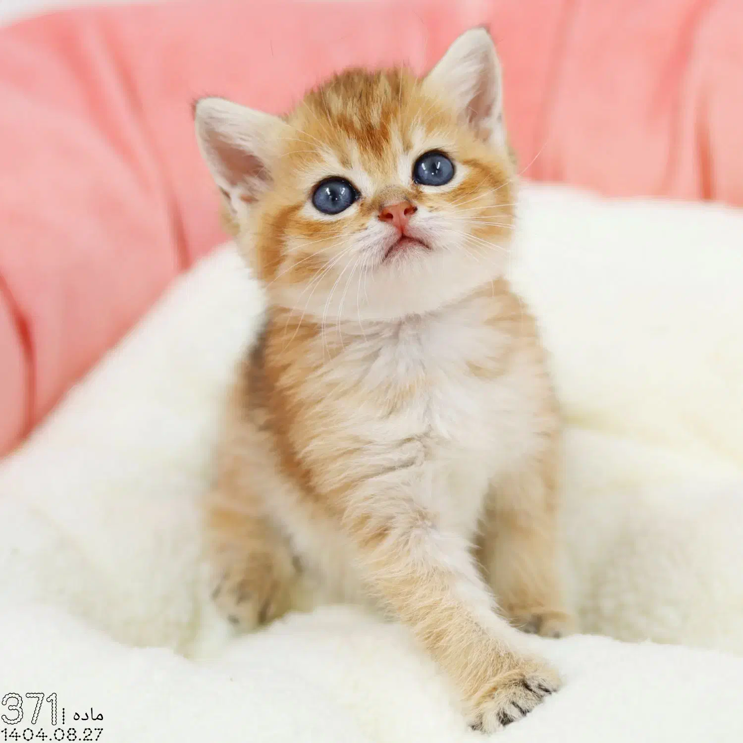 فروش گربه|گربه|تبریز, |دیوار