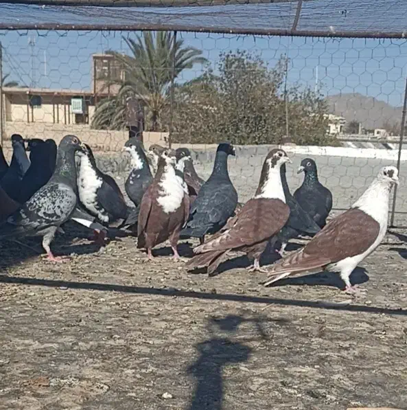 کبوتر تیپ نقش خاش|پرنده|سراوان, |دیوار