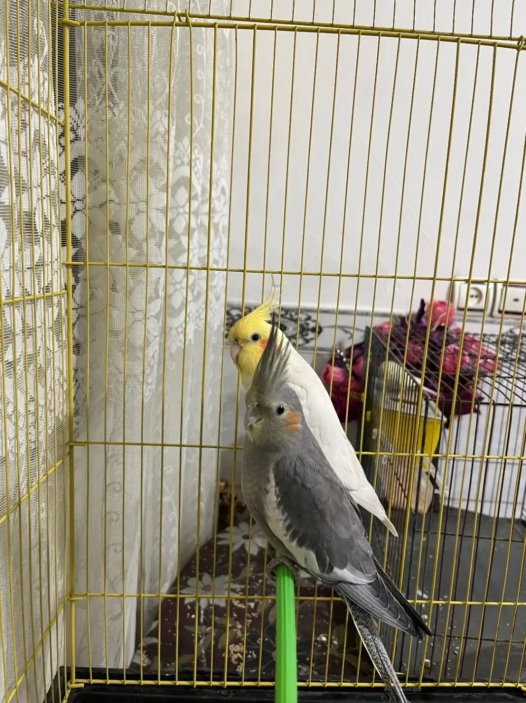 عروس هلندی|پرنده|رباط‌کریم, الارد|دیوار