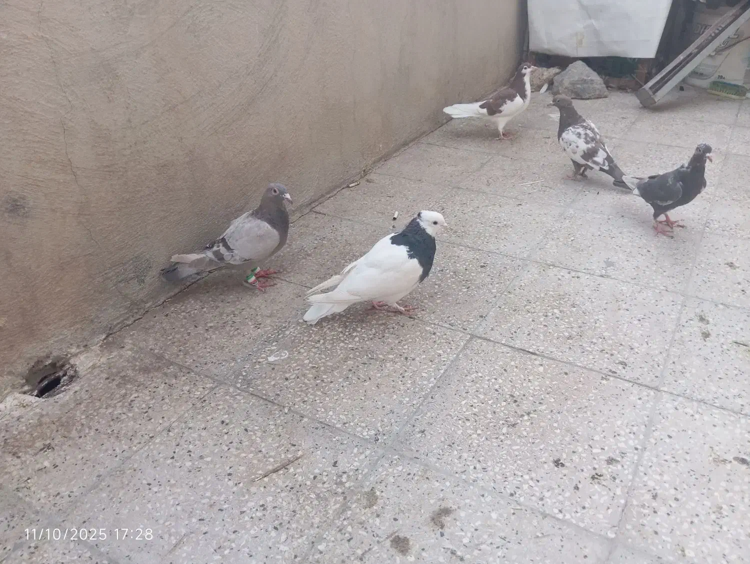 کفتر بهبهانی|پرنده|شیراز, جوادیه|دیوار