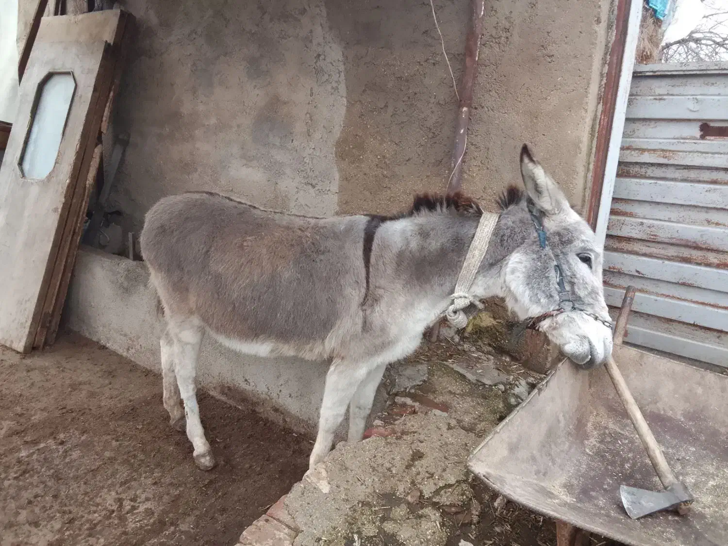 خر ماده گوسفندی|حیوانات مزرعه|بهشهر, |دیوار