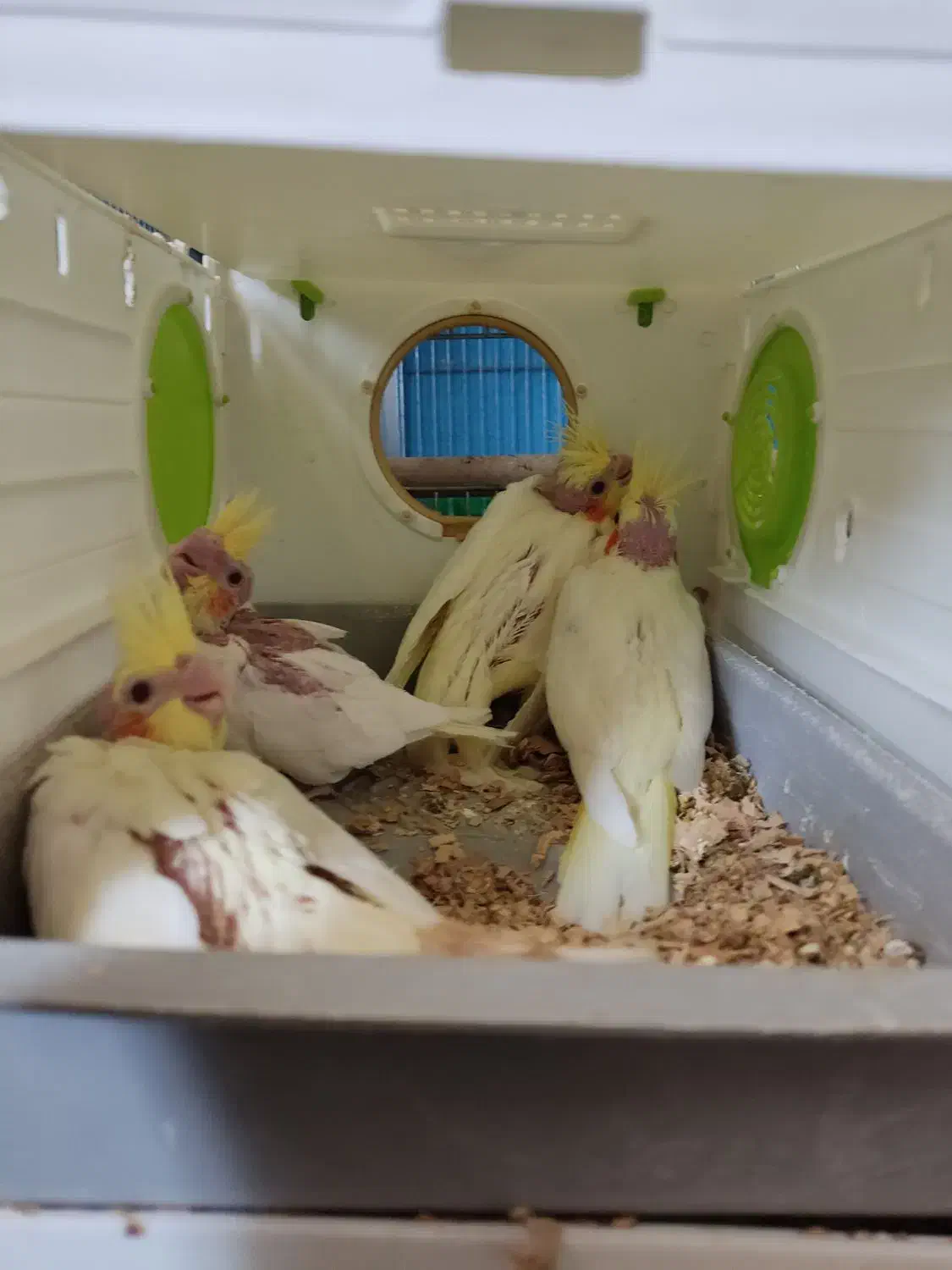 عروس هلندی باجوجه وقفس،خنداب|پرنده|ملایر, |دیوار