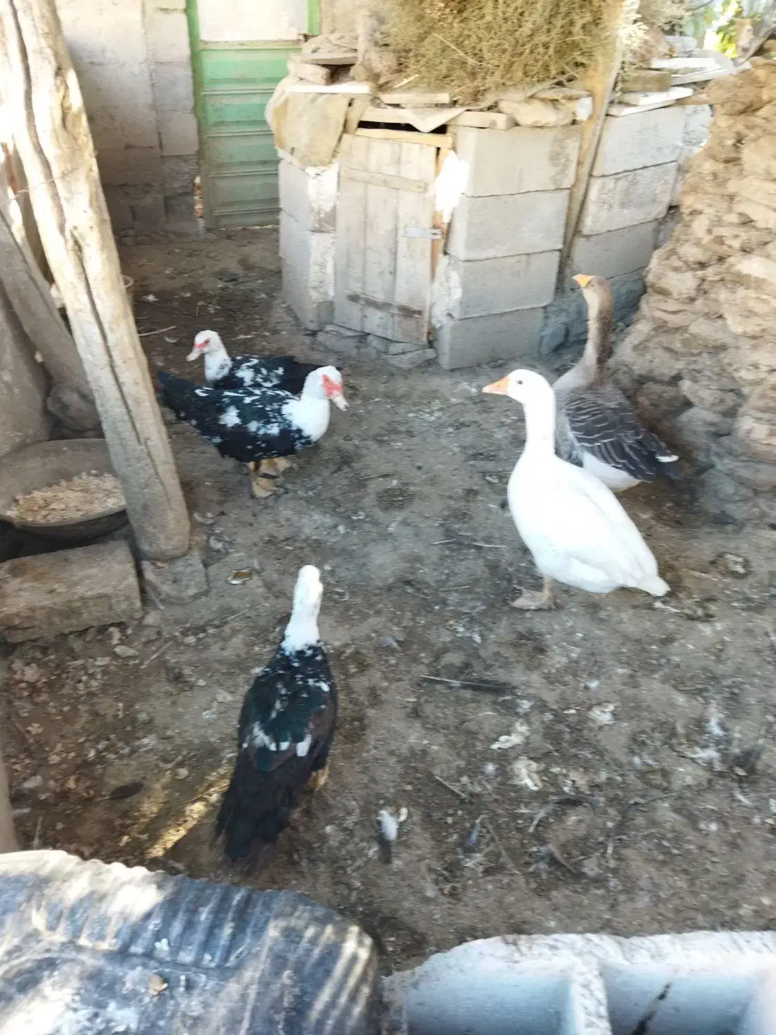 غاز و اردک|حیوانات مزرعه|مشگین شهر, |دیوار