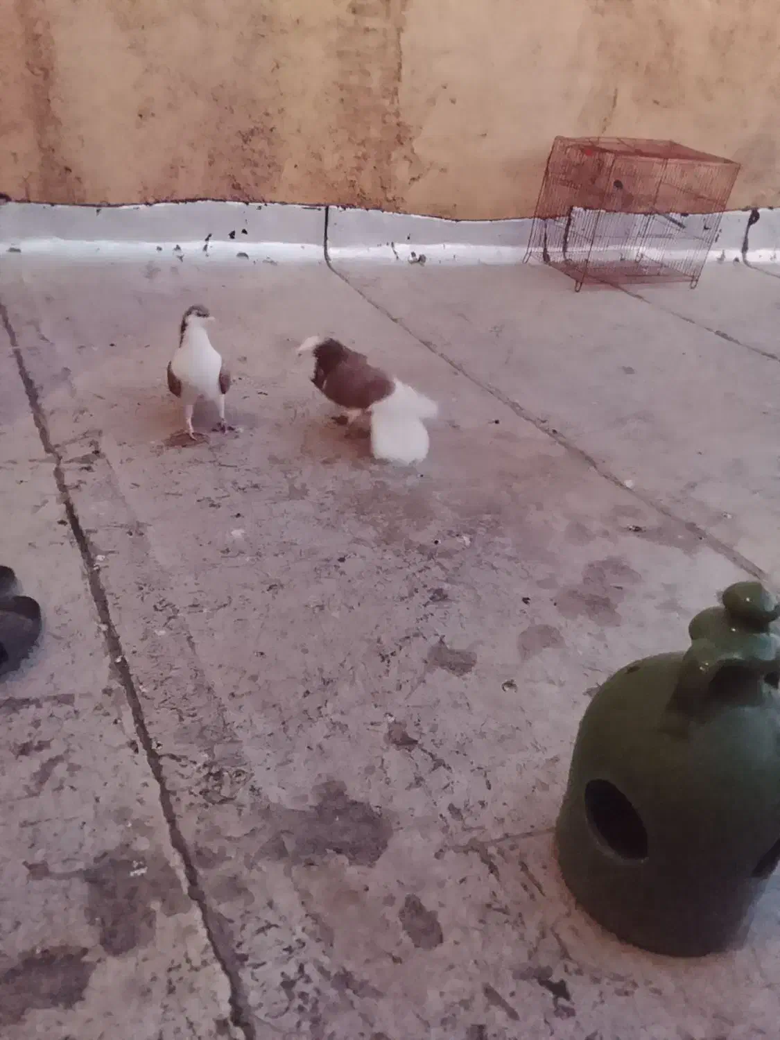 کبوتر|پرنده|جوادآباد, |دیوار