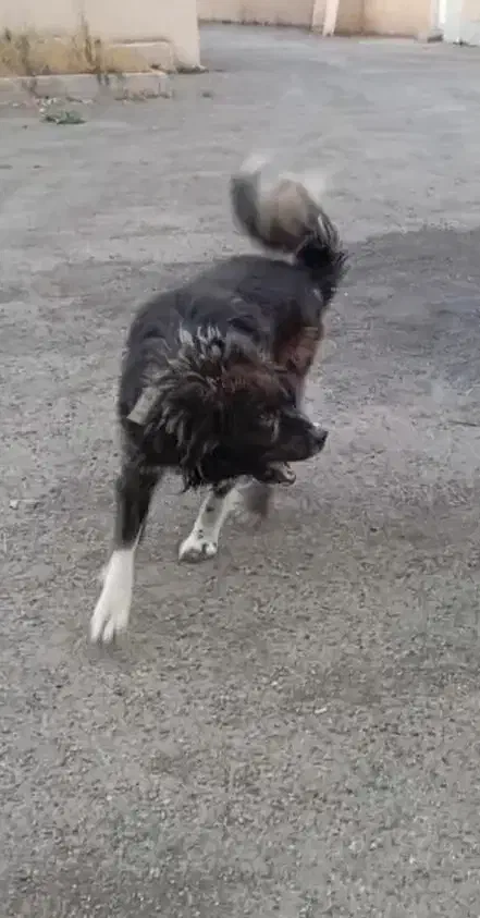 سگ قهدریجانی 3ساله|سگ|آوج, |دیوار