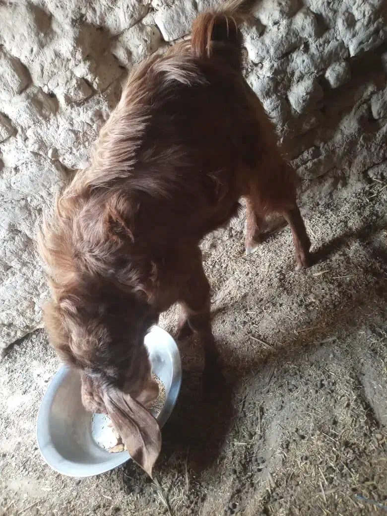 بز مری نر فروشی|حیوانات مزرعه|هیرمند, |دیوار