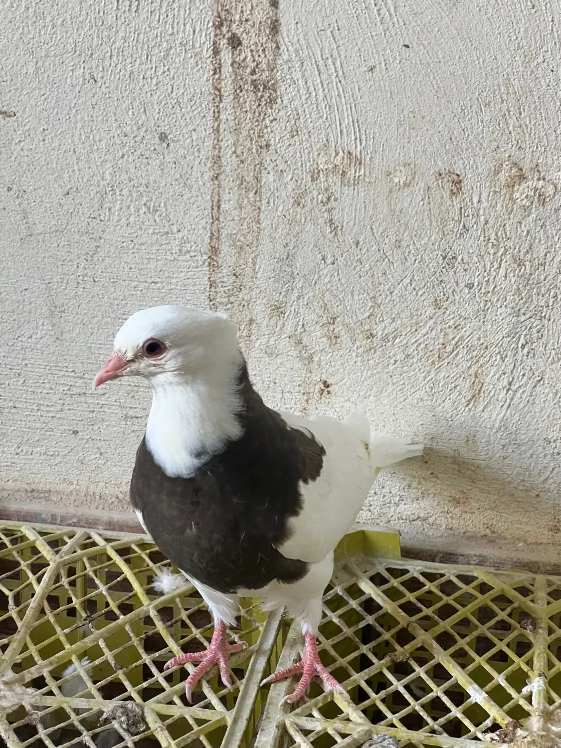 چند عدد جوجه طوقی دون خور و سه چهار بند|پرنده|خورموج, |دیوار