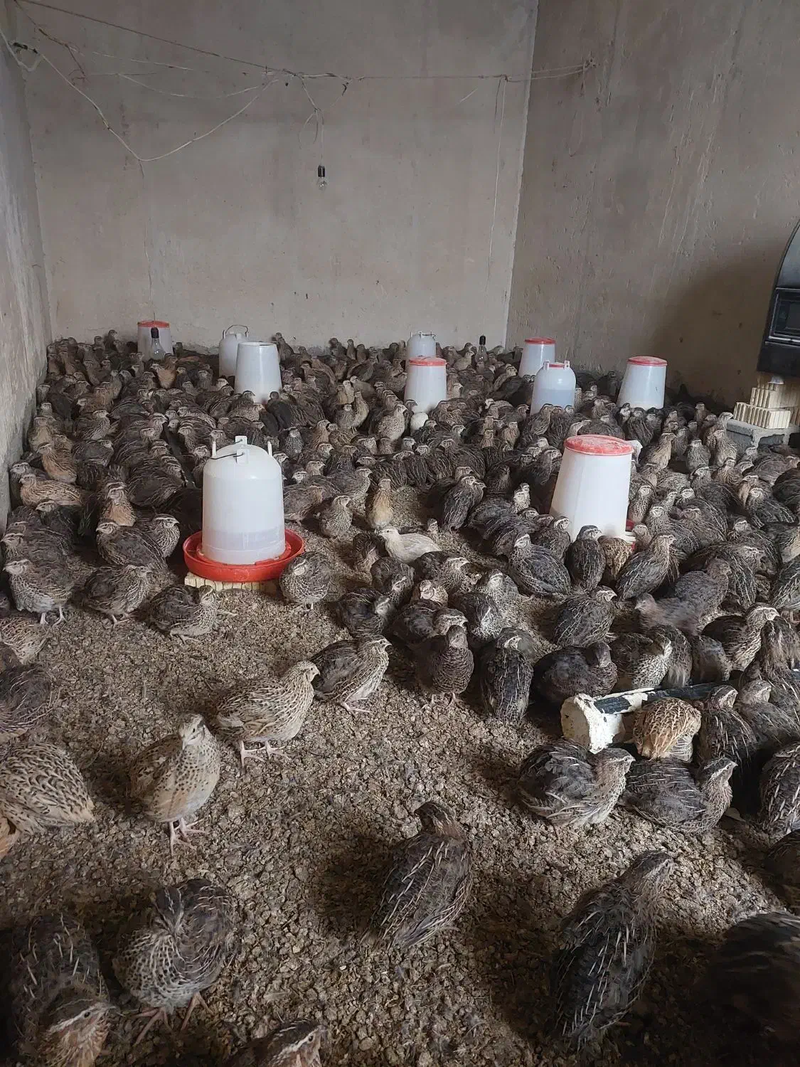 بلدرچین گوشتی و تخم گذار|حیوانات مزرعه|دهدشت, |دیوار