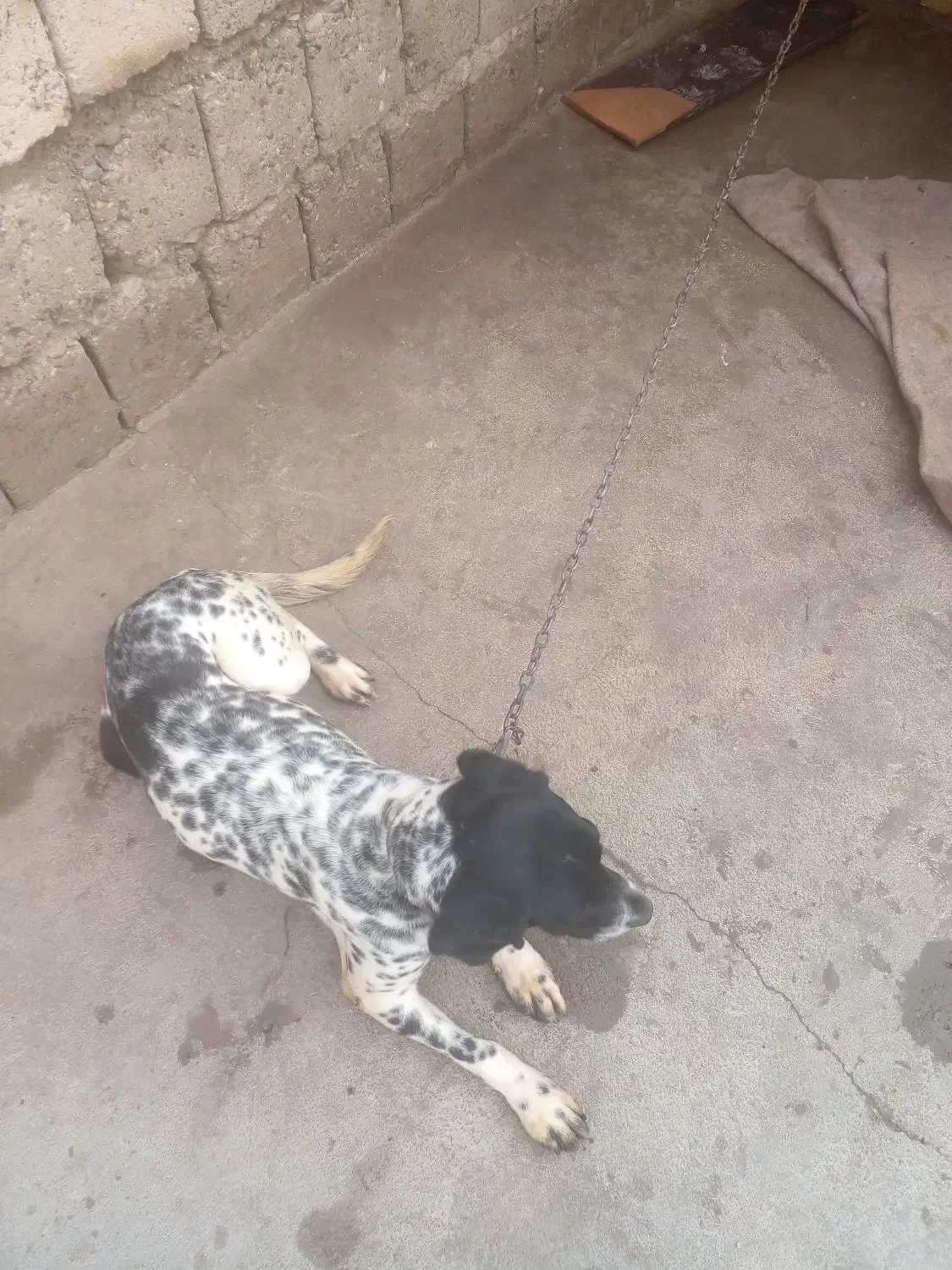 سگ پیونتر|سگ|میاندوآب, |دیوار