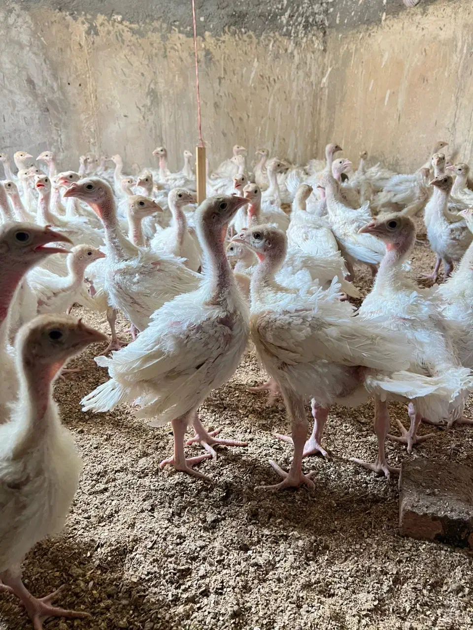 جوجه بوقلمون بیوتی یک ماهه|حیوانات مزرعه|تهران, شهران شمالی|دیوار