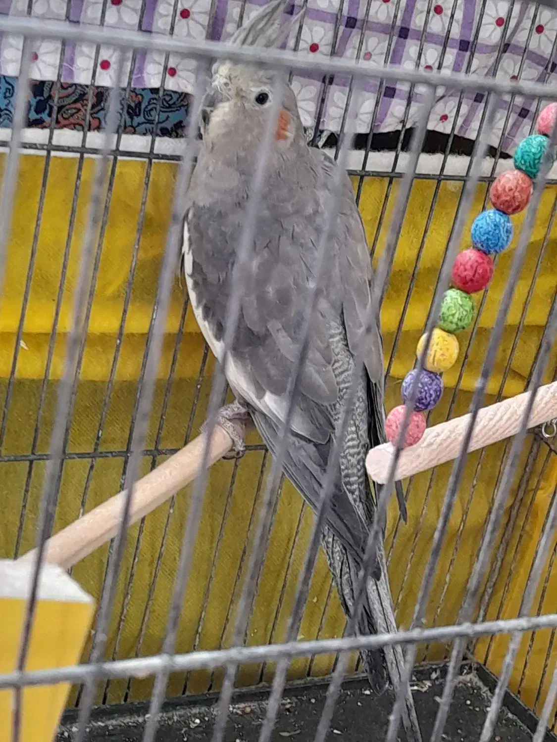 خرید وفروش پرنده|پرنده|کاشمر, |دیوار