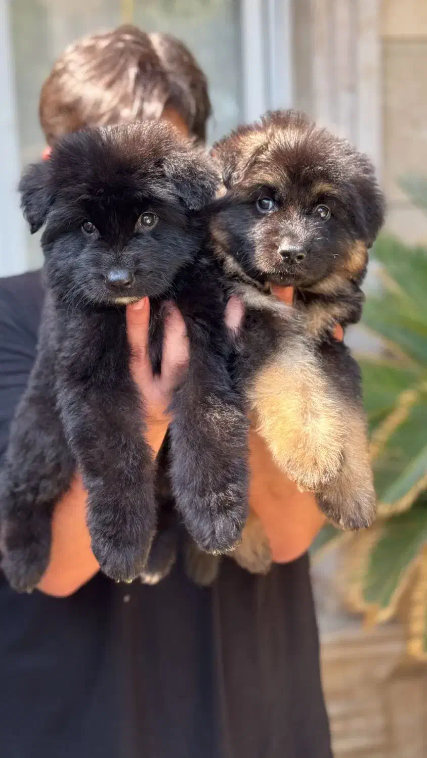 ژرمن شولاین|سگ|بندرعباس, |دیوار