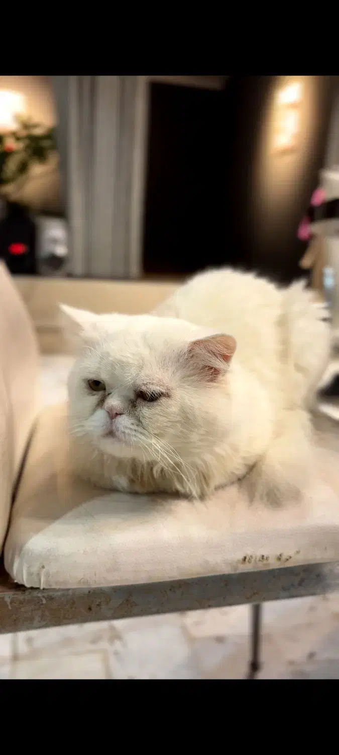 گربه پرشین|گربه|بهشهر, |دیوار