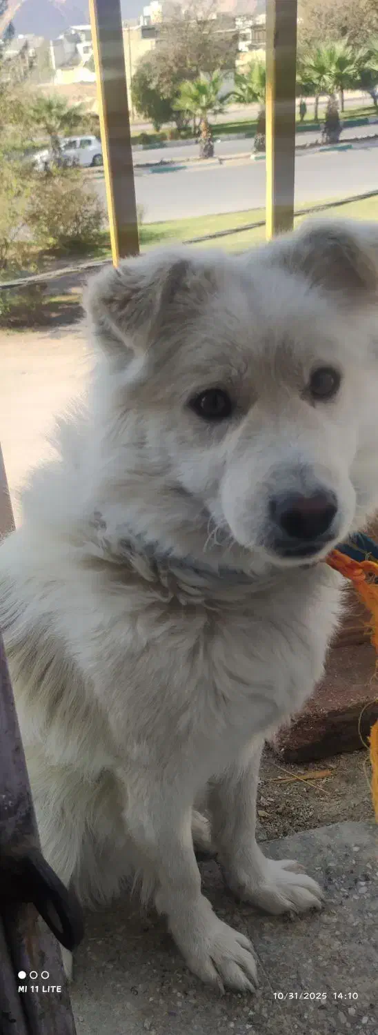 سگ خانگی|سگ|خرمآباد, |دیوار