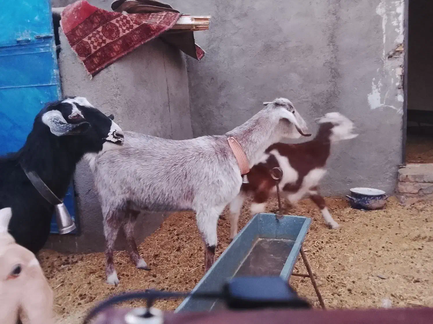 دوعددبز بایک بزاله فروشی|حیوانات مزرعه|فردوس (خراسان), |دیوار