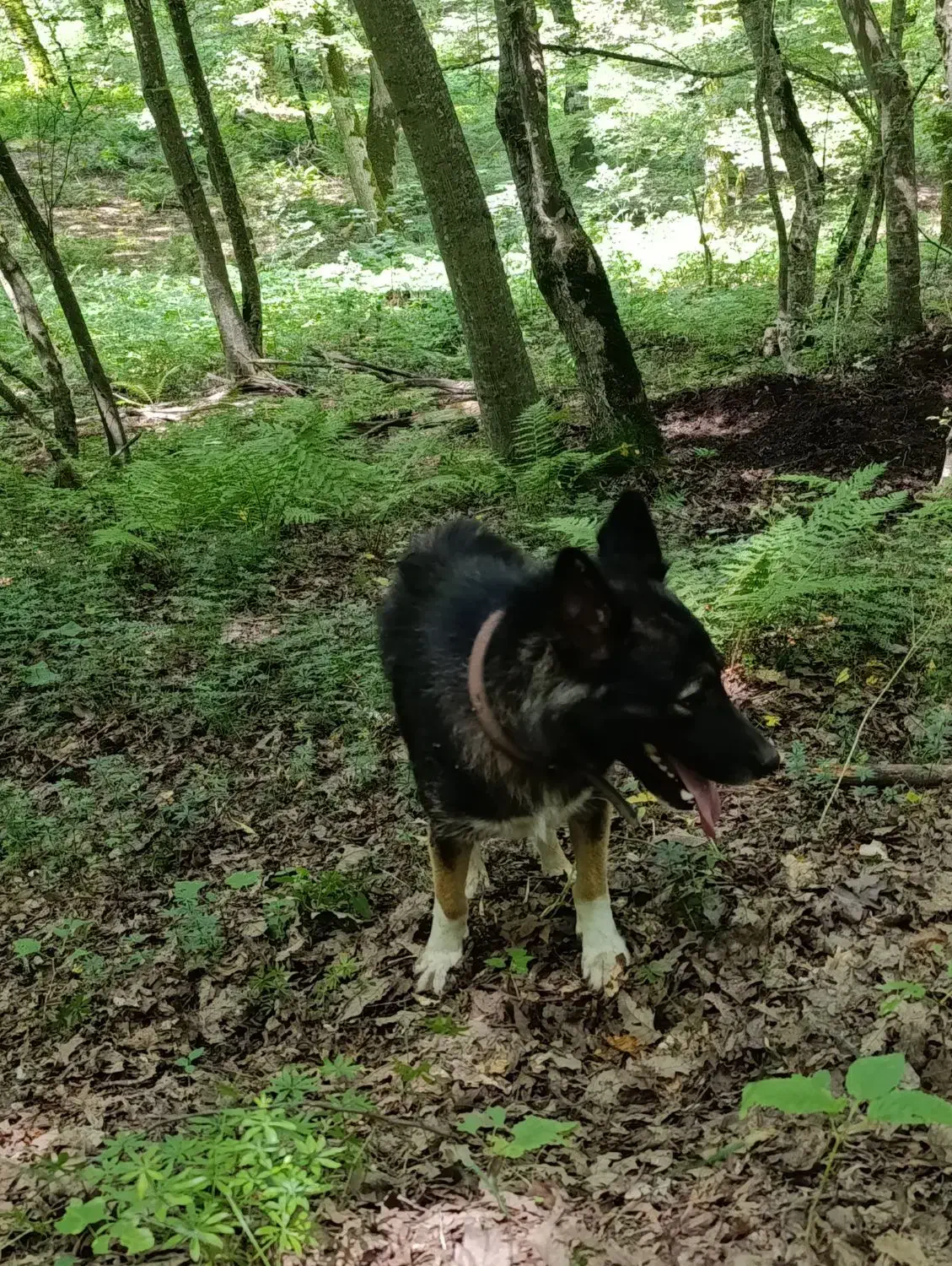 سگ دنبلانی|سگ|کلاله, |دیوار