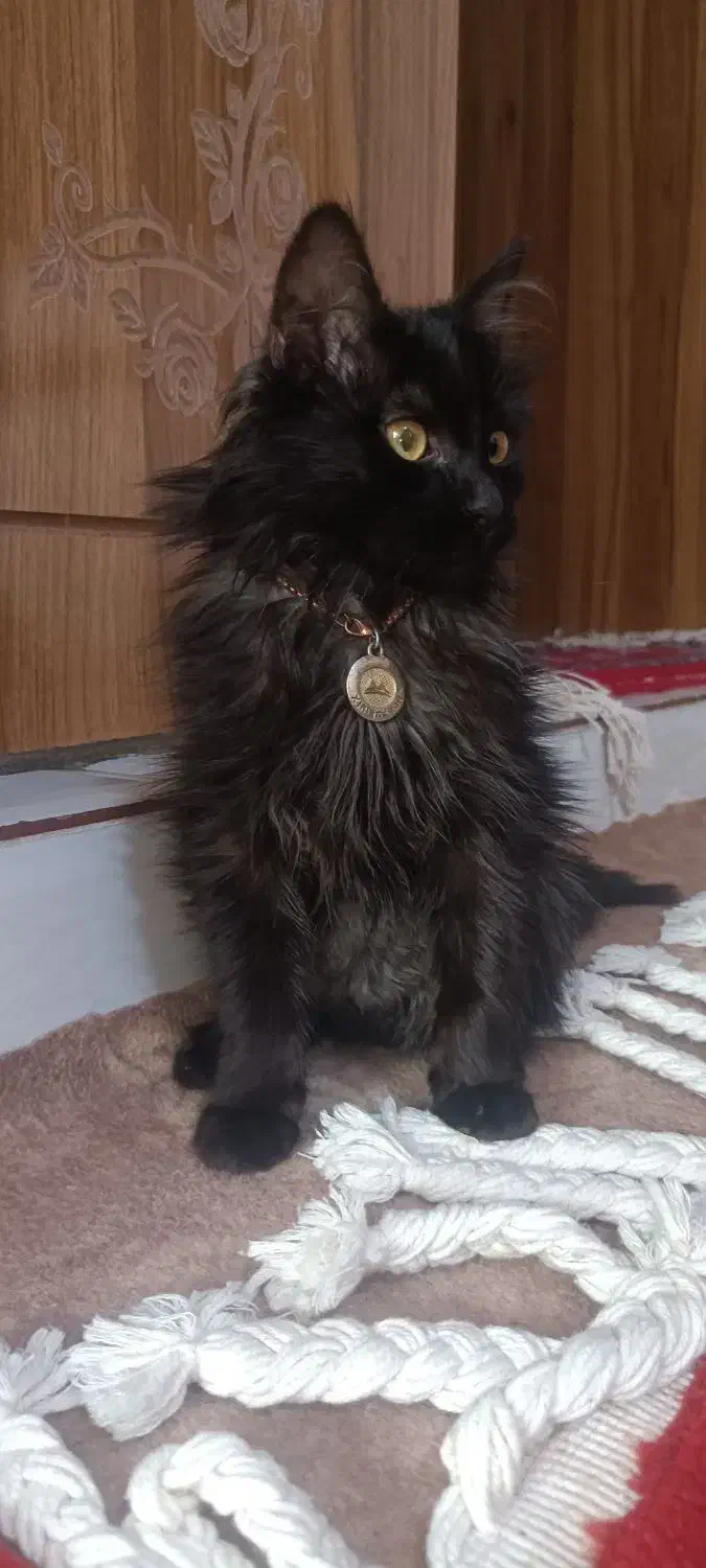 گمشده|حیوانات|مرند, |دیوار