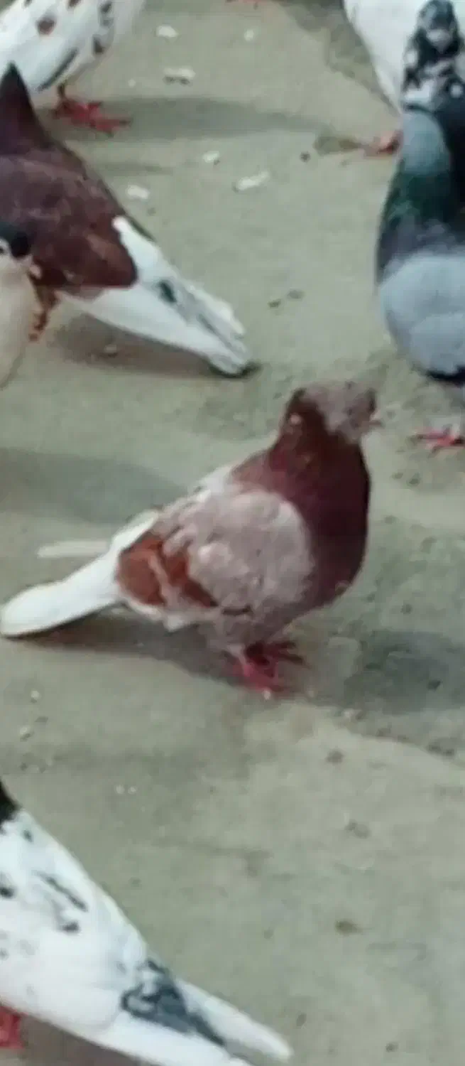 کبوتر باخت خورده|حیوانات|ایرانشهر, |دیوار