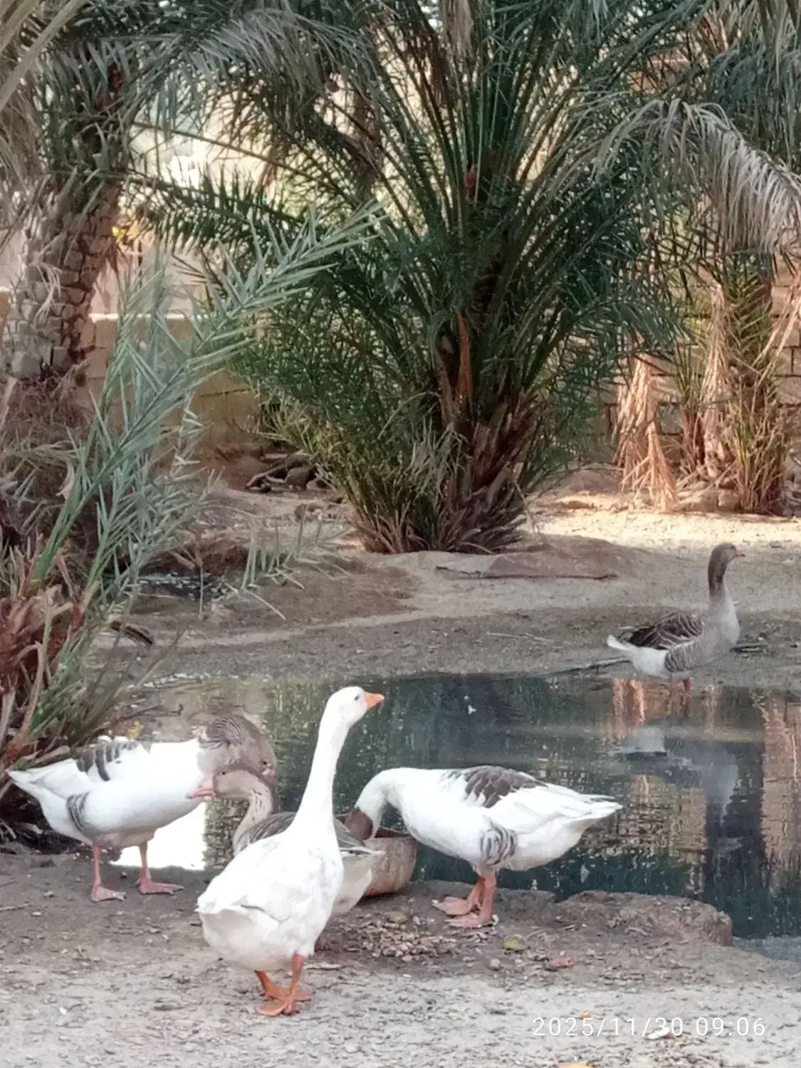 شادگان|حیوانات مزرعه|شادگان, |دیوار