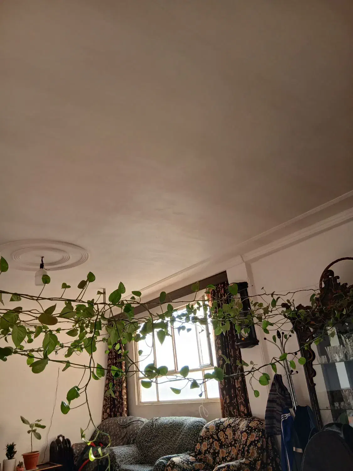 گل وگیاه|گل و گیاه طبیعی|قم, پردیسان|دیوار