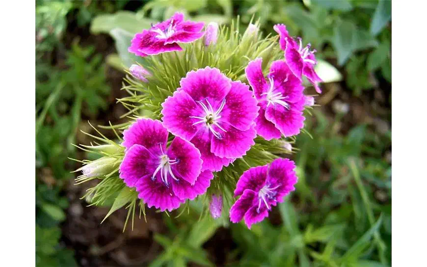 نشا گلهای فصلی رسید|گل و گیاه طبیعی|رامشیر, |دیوار