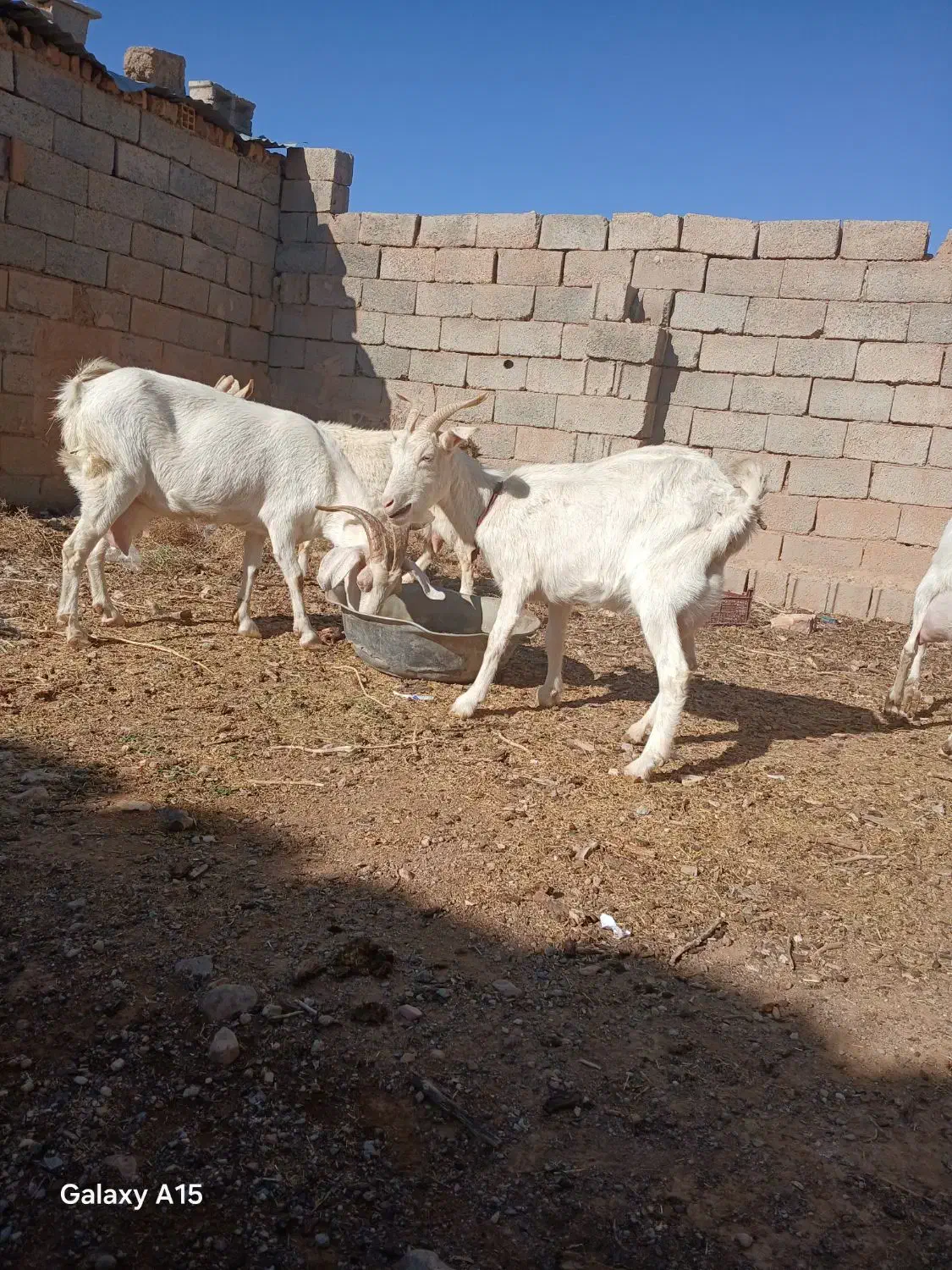 بزسانن|حیوانات مزرعه|سده (خراسان جنوبی), |دیوار