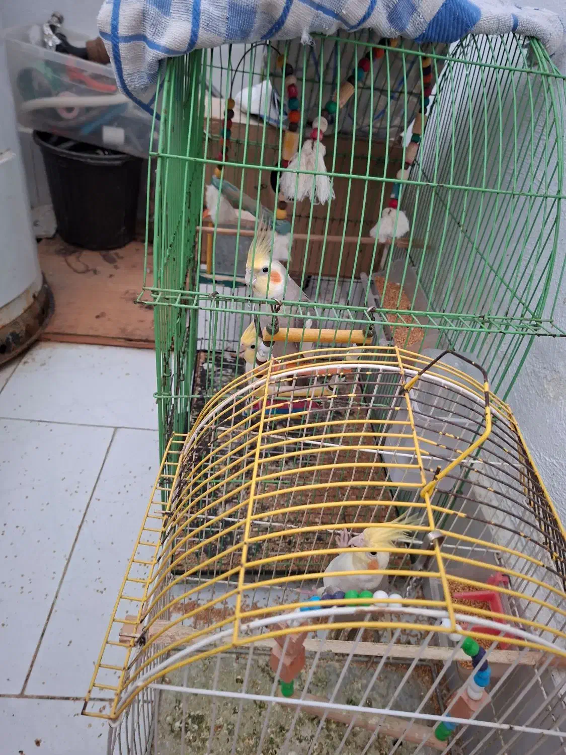 عروس هلندی|پرنده|کردکوی, |دیوار