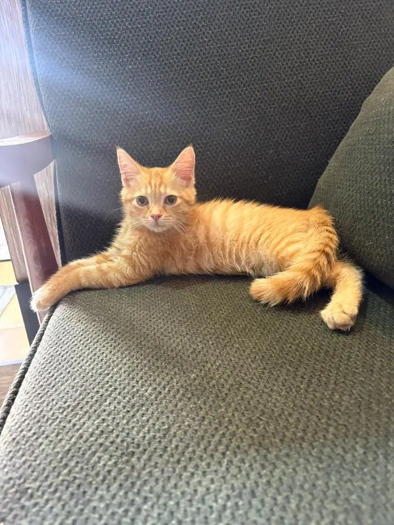 گربه پرشین نر|گربه|رباطکریم, رباطکریم|دیوار