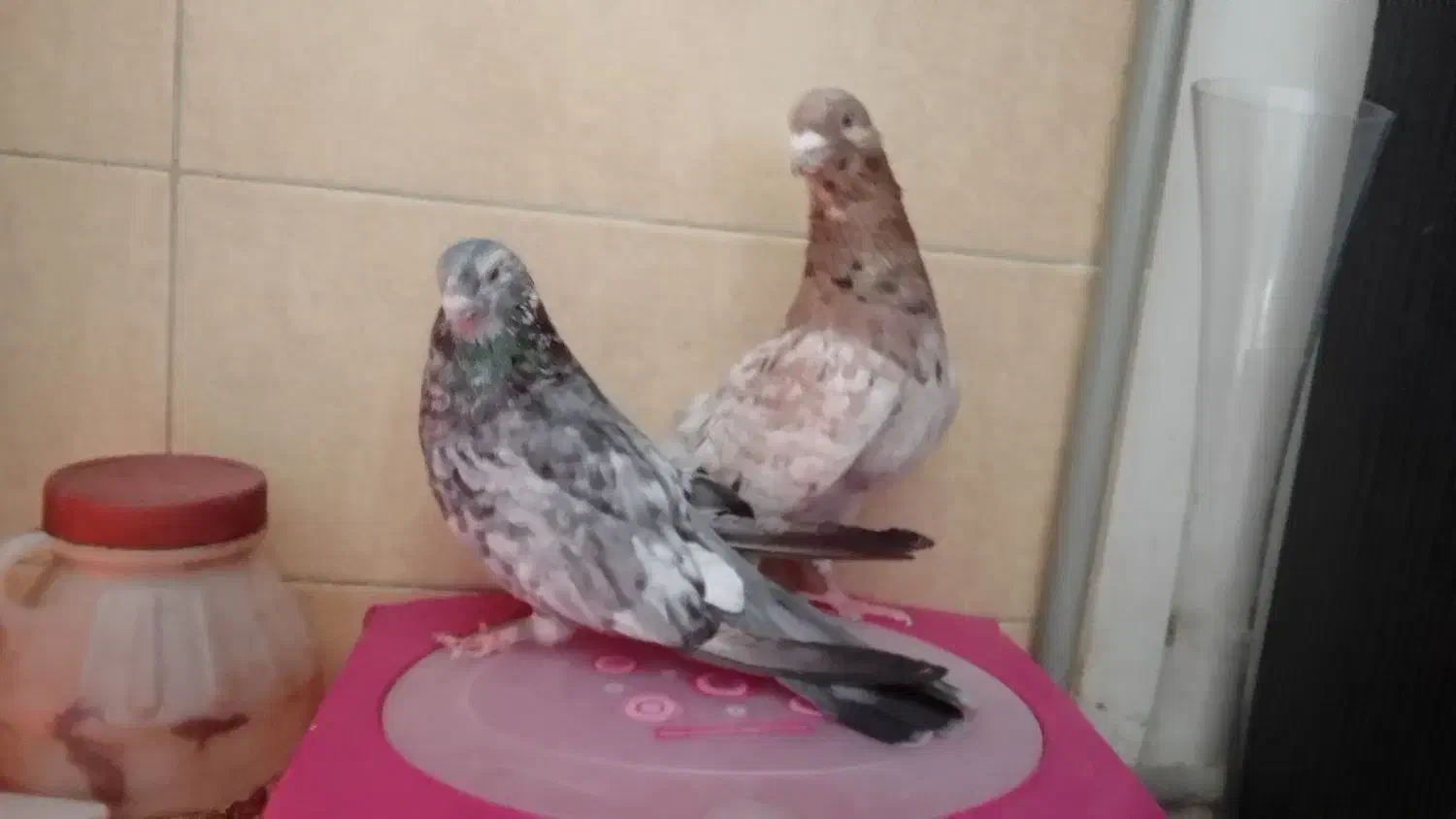 کبوتر تزئینی ترکیه ای شامپیون چتری بلژیکی(شامی)سرو|پرنده|بومهن, |دیوار